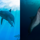 Left: Artist’s impression of extinct ichthyosaurs. Right: A modern dolphin.